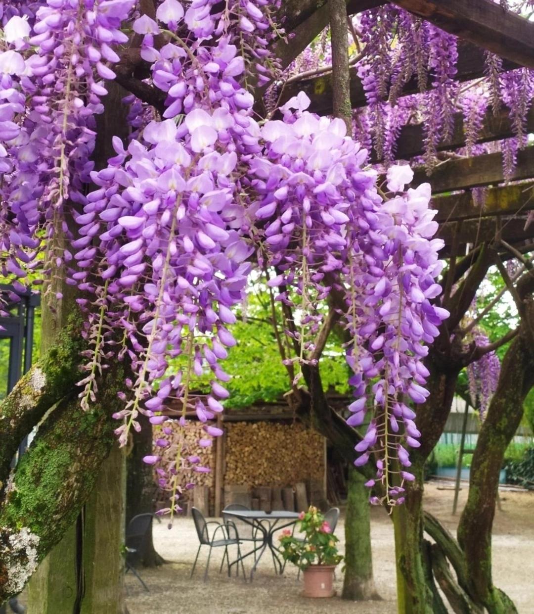 Il Germano Reale Bed & Breakfast Alba  Bagian luar foto